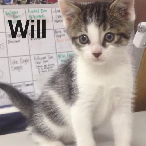 Will