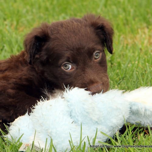 Murphy ~ bc x Lab puppy (Trial 3/4/15)