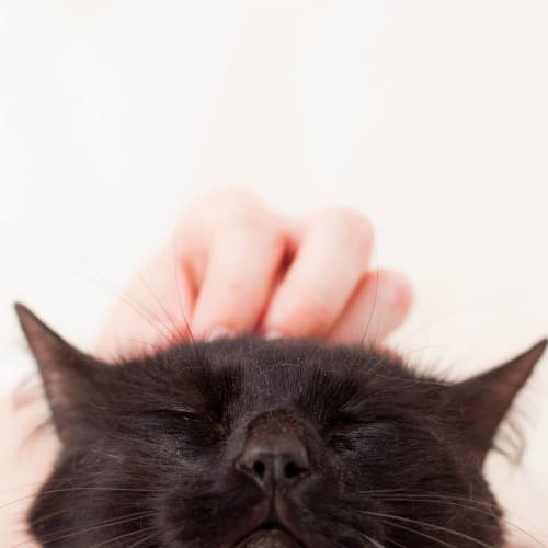 "Bizet Merlin" - Purrfect Match