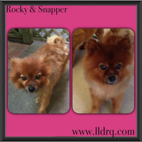 Rocky and Snapper