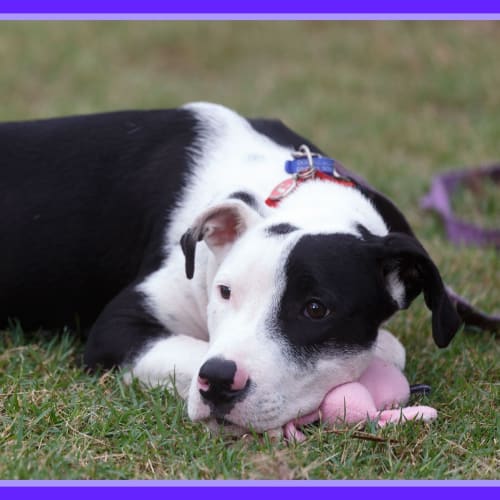 Wasabi ~ Special Needs ~ On Trial 28/3/15