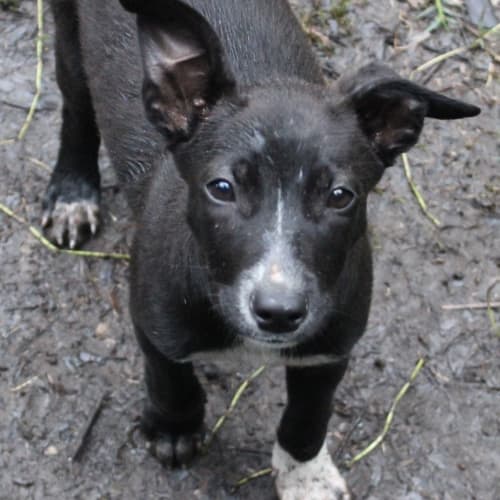 Stella