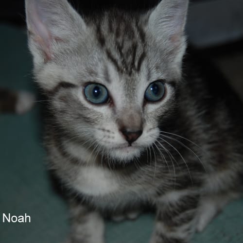 Noah