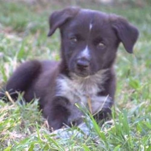 Jax