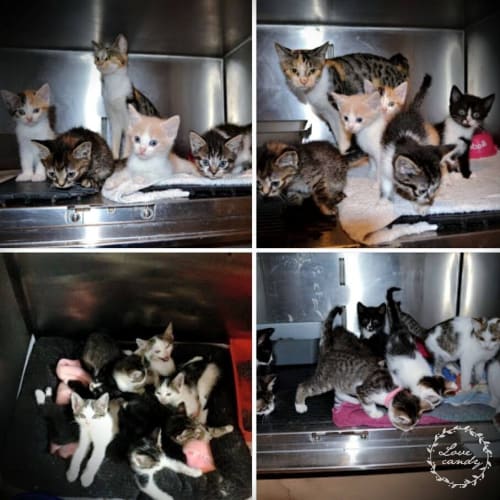 No photo for Lots Of 8 Week Old Kittens Urgently Need Rescue!!!