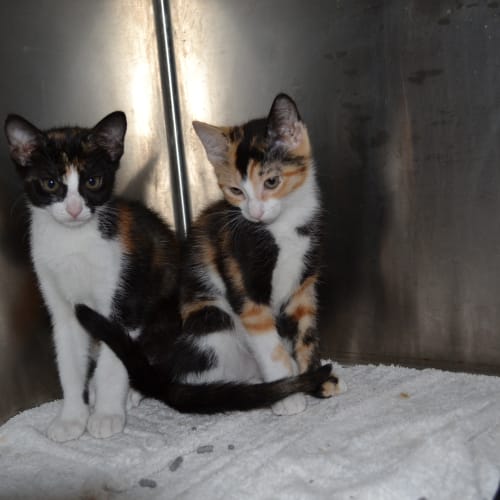 No photo for Two 12 Week Old Kittens Urgently Need Rescue!