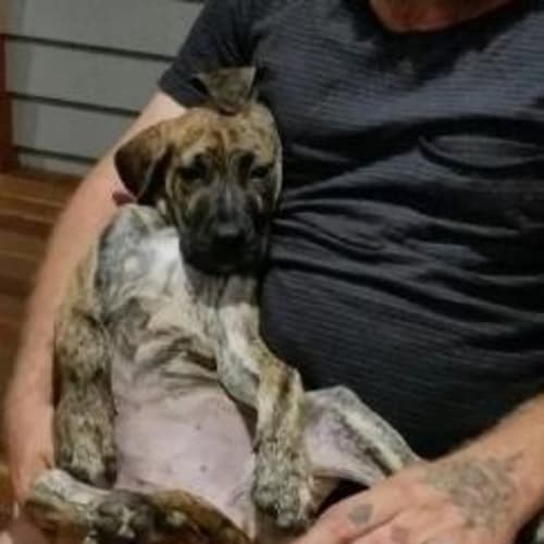 Ariel (adoption pending)