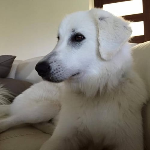 Jasper Adoption Pending