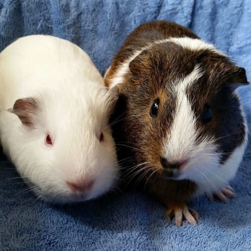 April and Peppa