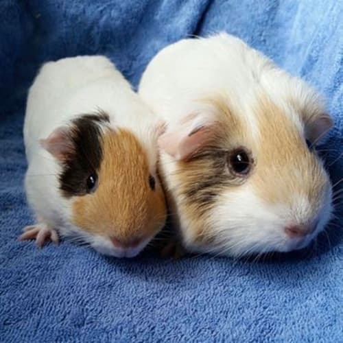 Madaline and Twinkle