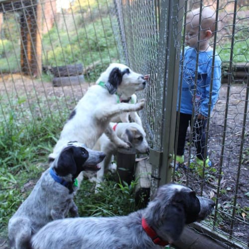 Maremma x litter 