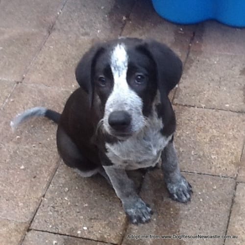 Mr Begley ~ Maremma x Wolfhound puppy(Trial 2/4/15