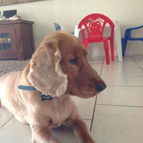 Pongo