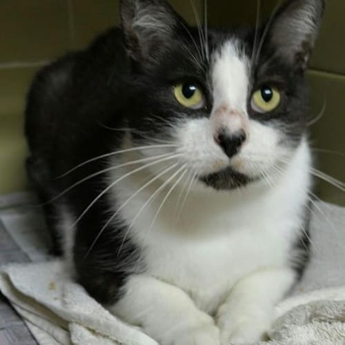 No photo for Olly Needs Out Of The Pound!