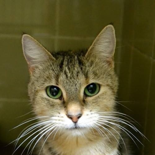 No photo for Lucy Needs Out Of The Pound!