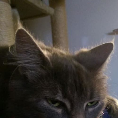 Janet