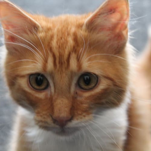 Cheezel & Twistie (kitten brothers)