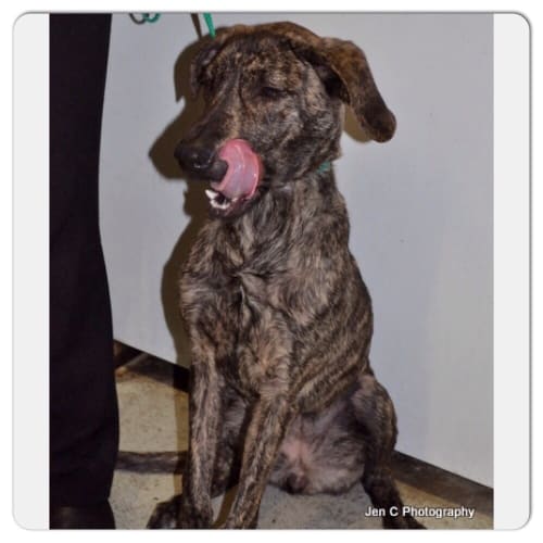 Help Autumn get out of the Pound!!