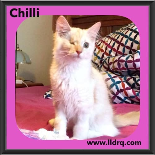 Chilli