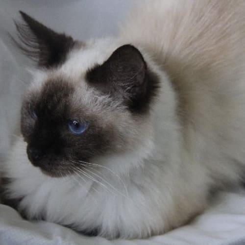 Pierre