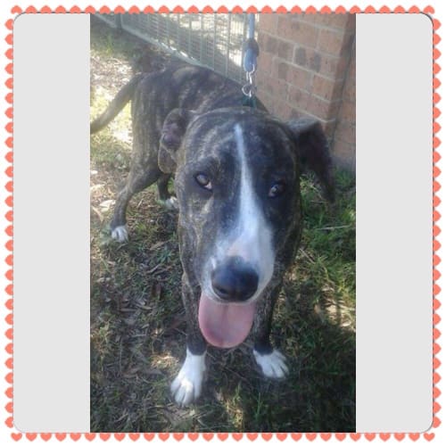 No photo for Astro ** A Real Affectionate Boy **