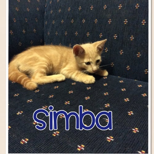 Simba
