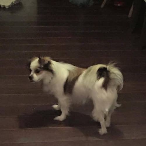 Tink - Adoption Processing