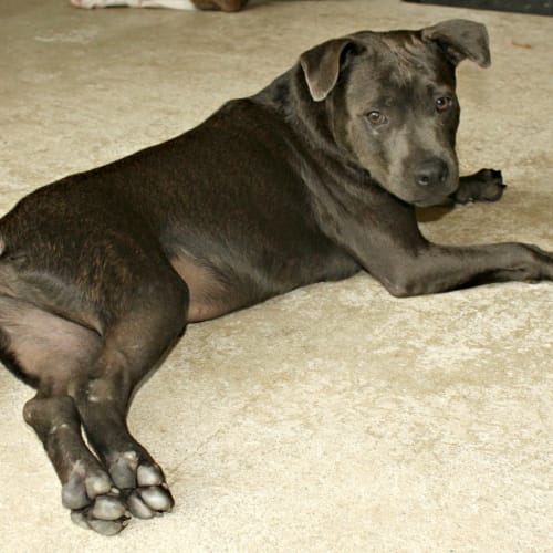 Bluey Adoption pending