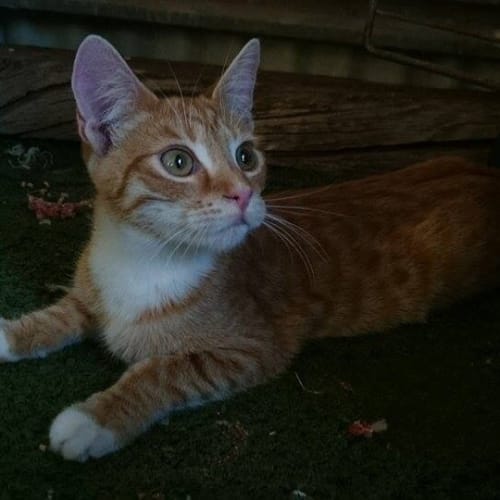 Merlin