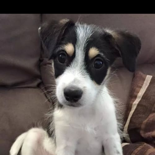 Bruno terrier x, male puppy