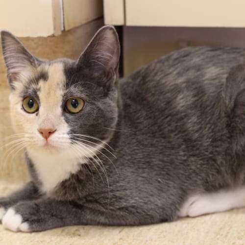 Lulu