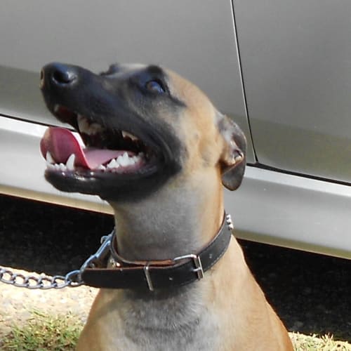 Max