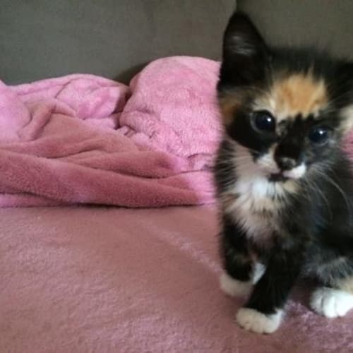 Milly