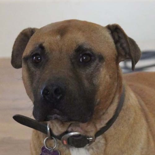 Boof