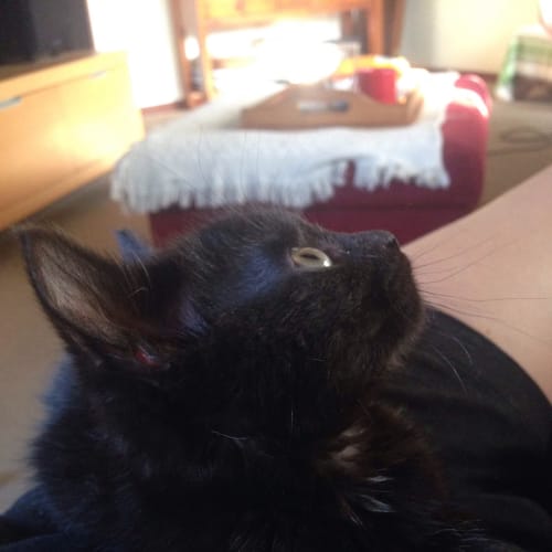 "Vegemite" Purrfect Match