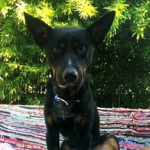 Banjo ~ kelpie, (on trial 28/6/15)