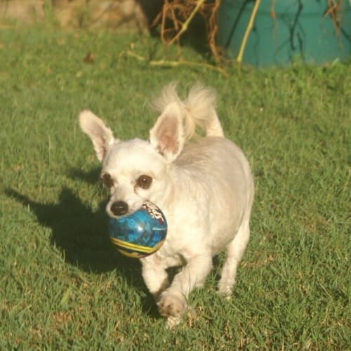 Billy - Adoption Processing