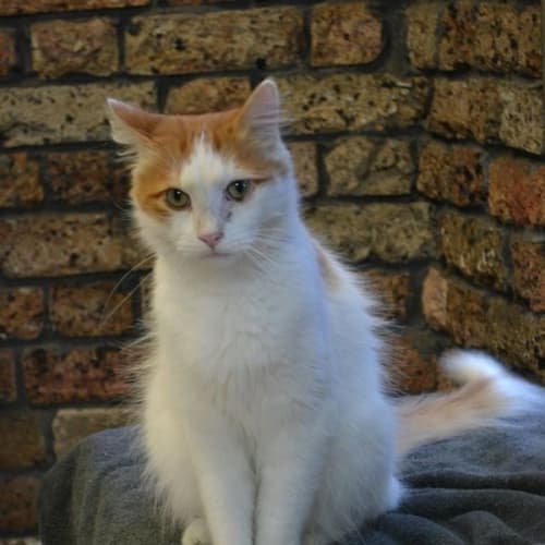 No photo for Tiger Needs To Get Out Of The Pound! 