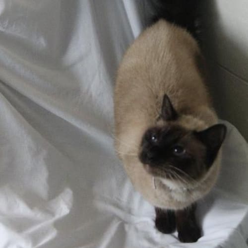 Priscilla