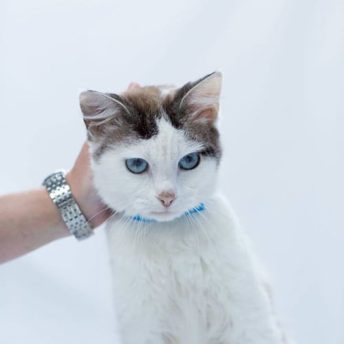 "Verbier" Purrfect Match