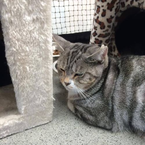 Stella (Silver Tabby located in Point Cook)