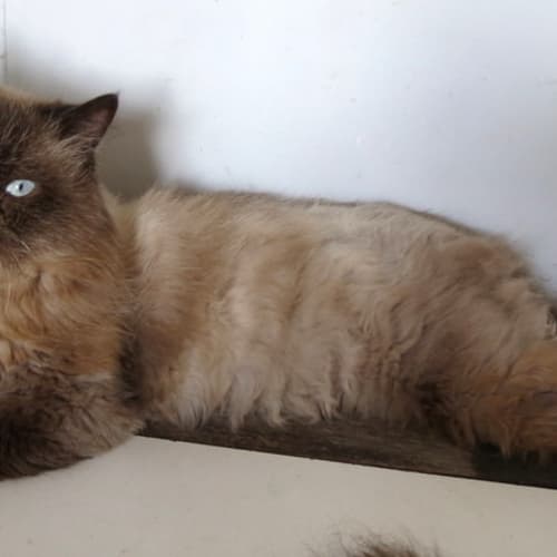 "Sir Herbert" Purrfect Match