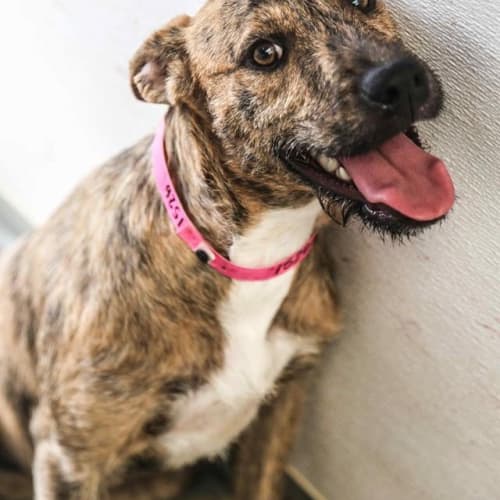 Ruby **A Sweet Loving Pup **