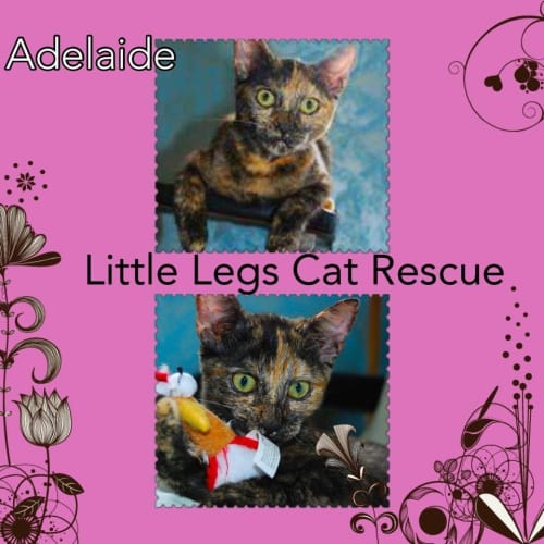 Adelaide 