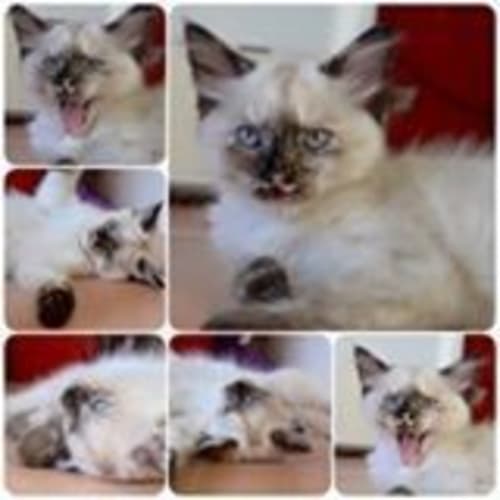 Veruca