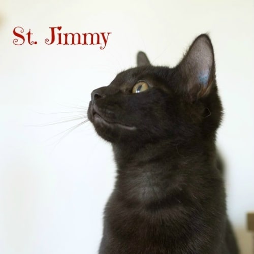 Ragdoll Mix Kittens! 