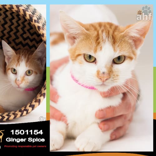 Ginger Spice ~ # 1501154