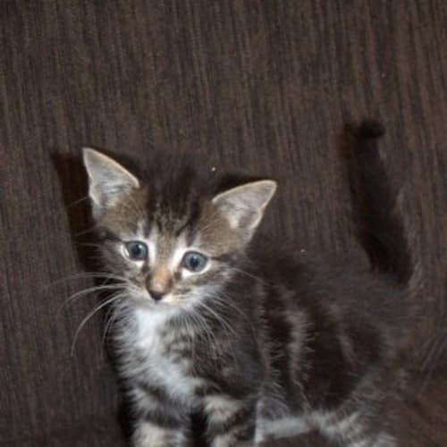 No photo for Cutie Patootie Dexter Is Looking For A Home