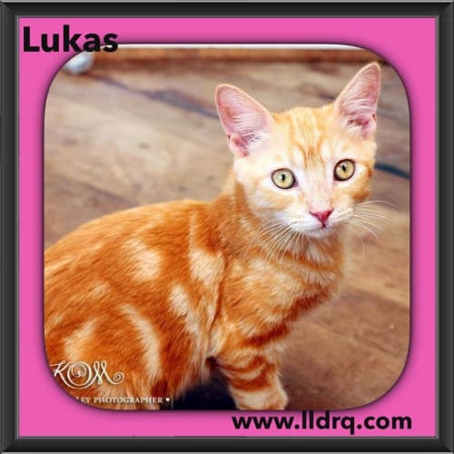 Lukas