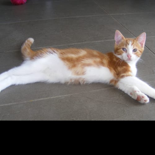 No photo for Loving Otis Needs A Home 